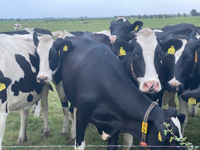 Cows